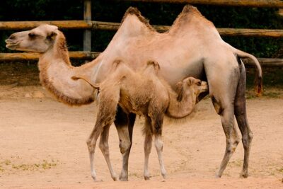 caracteristicas de los camellos en el desierto