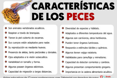 caracteristicas de los peces