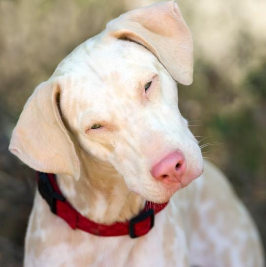 caracteristicas del albinismo en perros