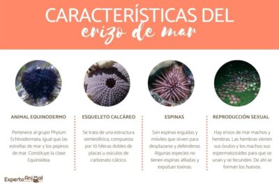 caracteristicas del erizo de mar