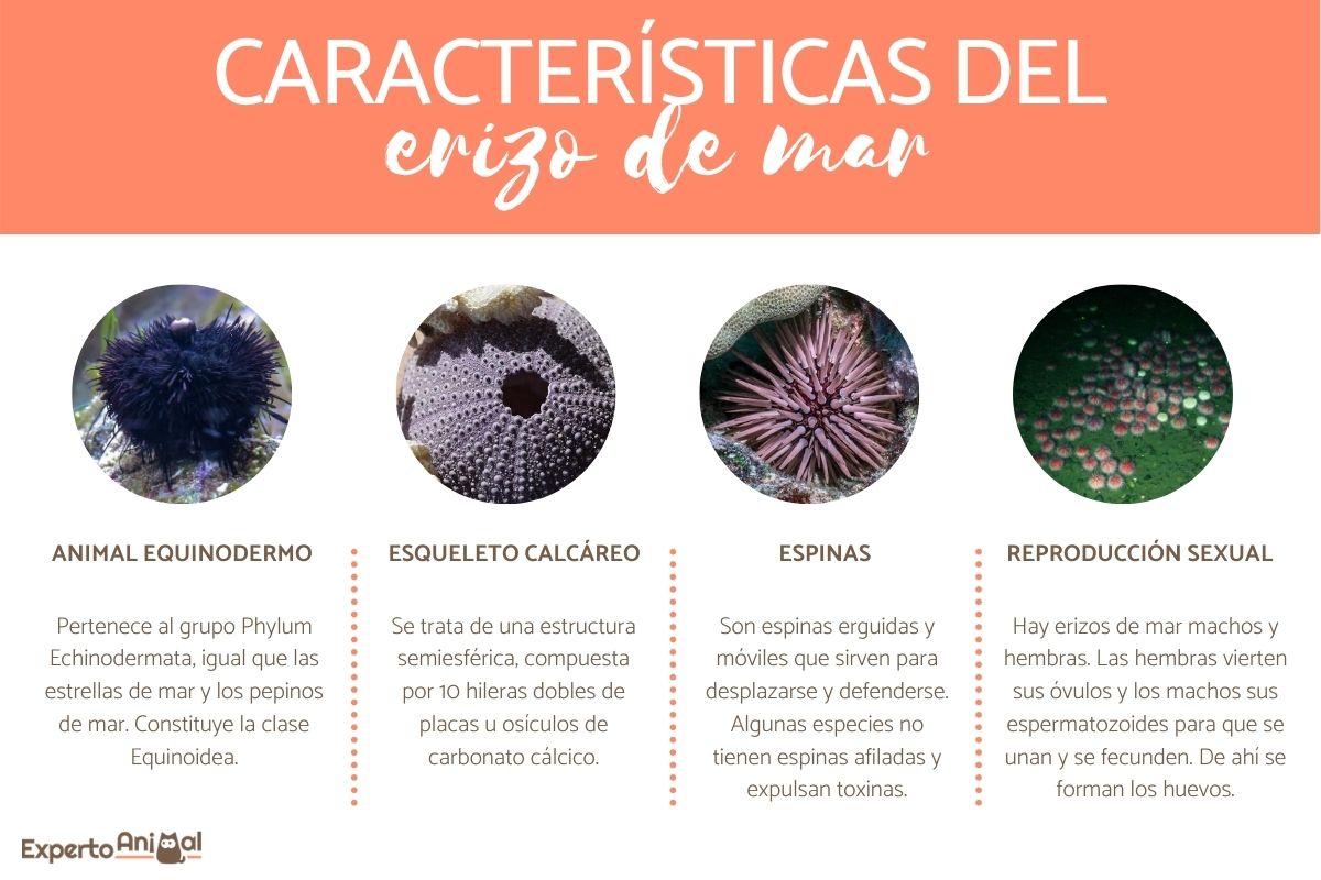 caracteristicas del erizo de mar