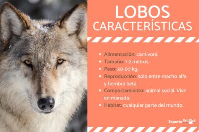 caracteristicas del lobo un animal asombroso y poderoso