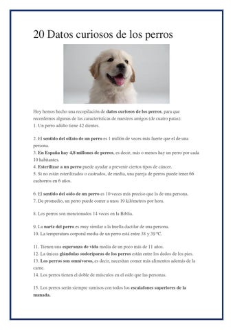 caracteristicas del perro 10 aspectos fascinantes