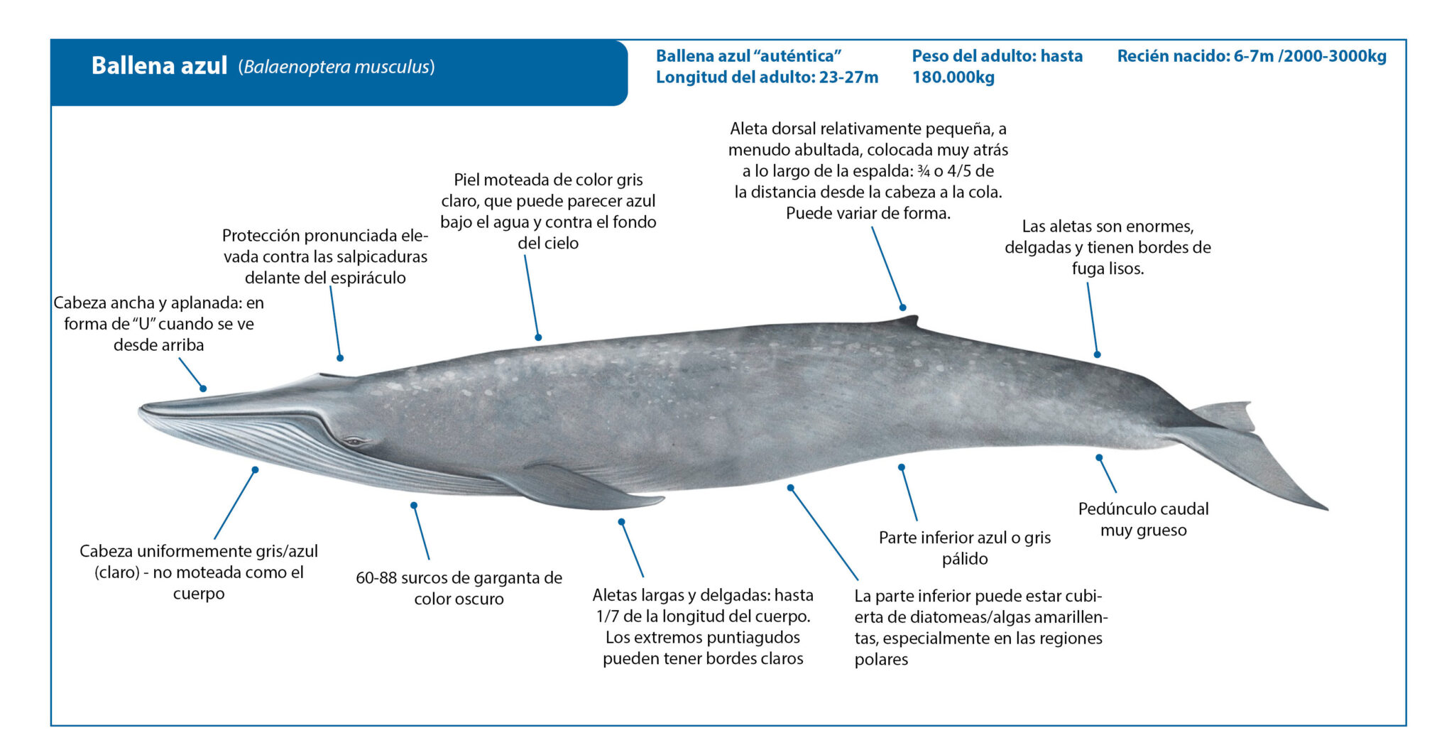 Características, Hábitat y Alimentación. Las ballenas azules