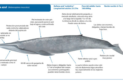 caracteristicas habitat y alimentacion las ballenas azules