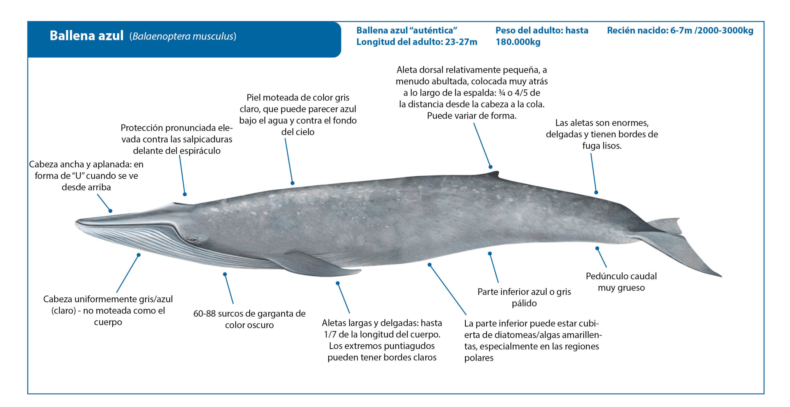 caracteristicas habitat y alimentacion las ballenas azules scaled