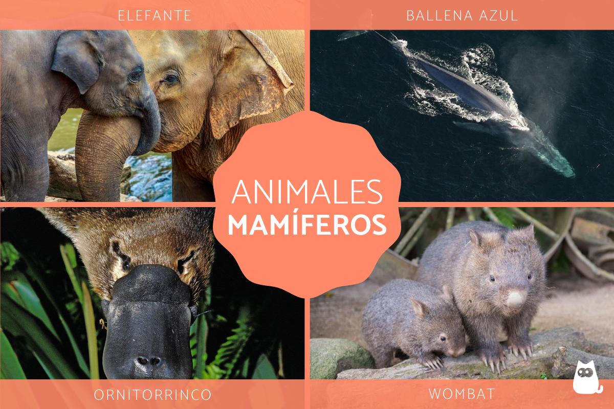 caracteristicas tipos y 70 ejemplos de los animales mamiferos