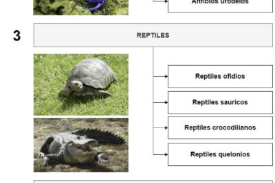 caracteristicas y clasificacion de los animales vertebrados