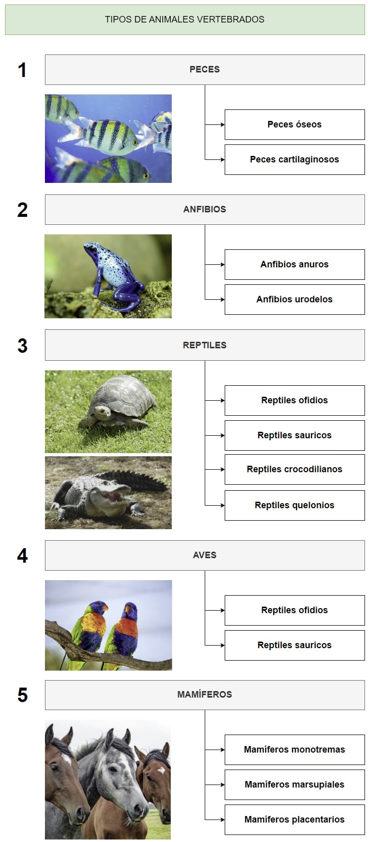 caracteristicas y clasificacion de los animales vertebrados