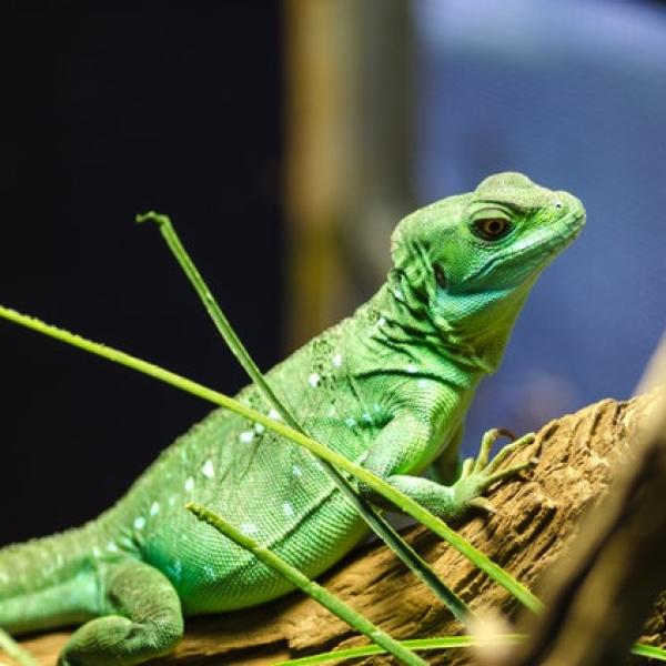 caracteristicas y curiosidades de los animales de sangre fria