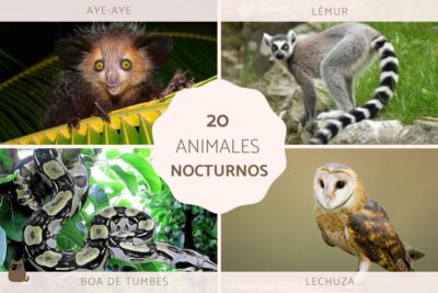 caracteristicas y ejemplos de animales nocturnos