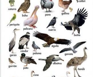 caracteristicas y ejemplos de las aves