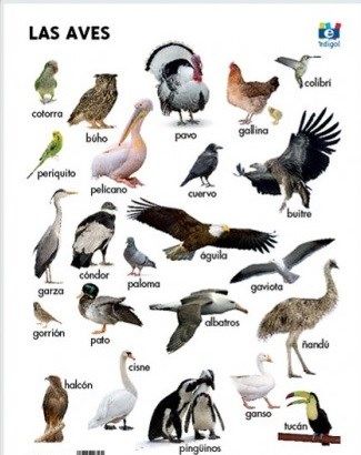 caracteristicas y ejemplos de las aves