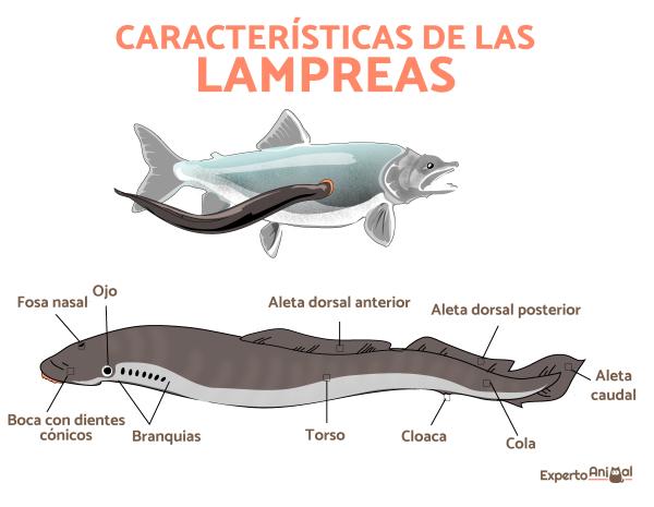 caracteristicas y ejemplos de los agnatos