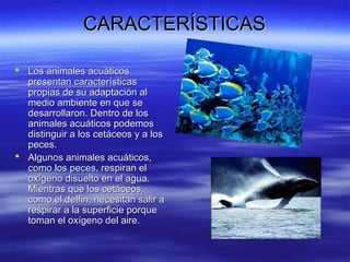 caracteristicas y ejemplos de los animales acuaticos