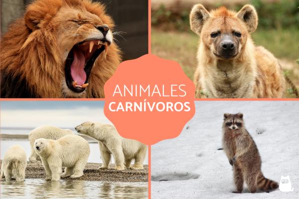 caracteristicas y ejemplos de los animales carnivoros