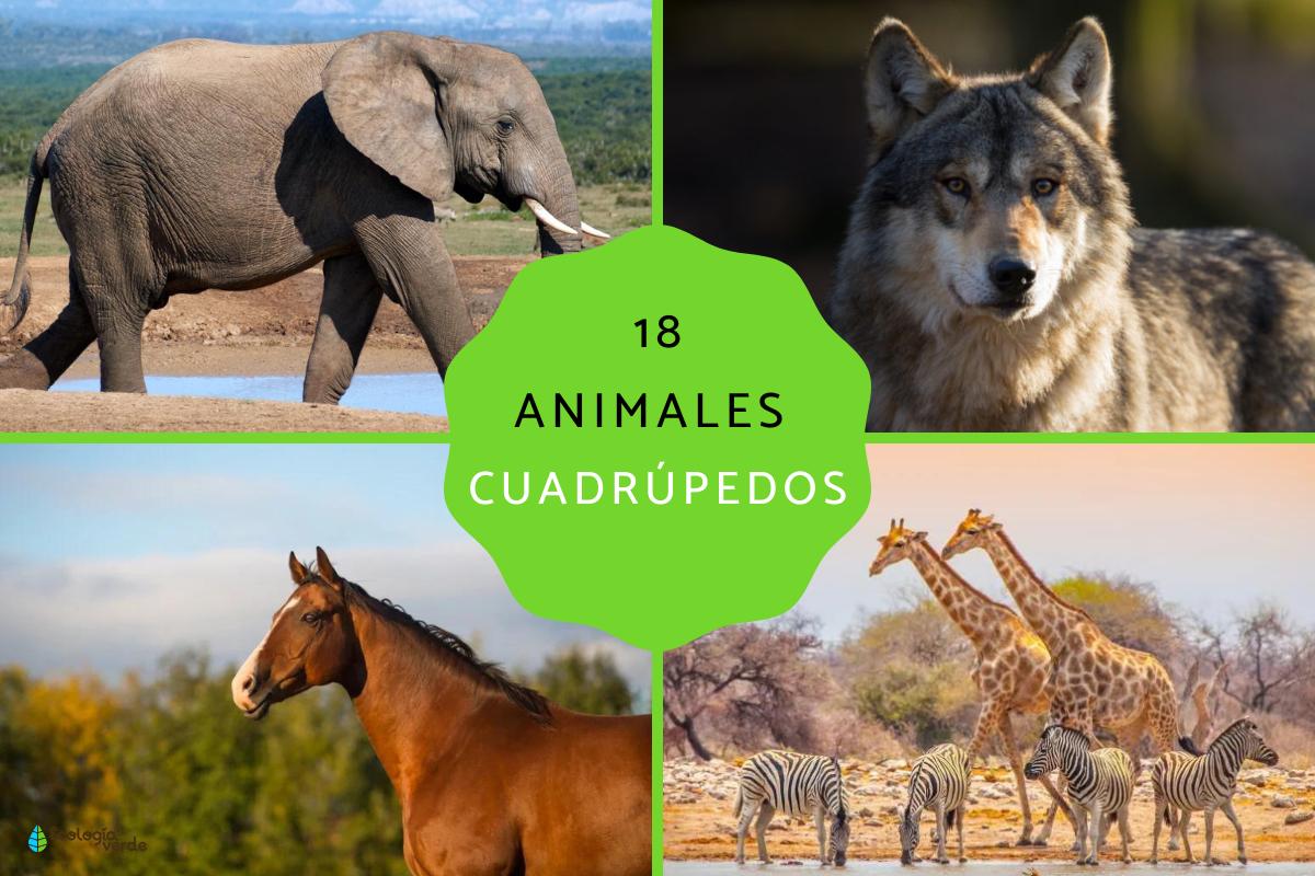 caracteristicas y ejemplos de los animales cuadrupedos