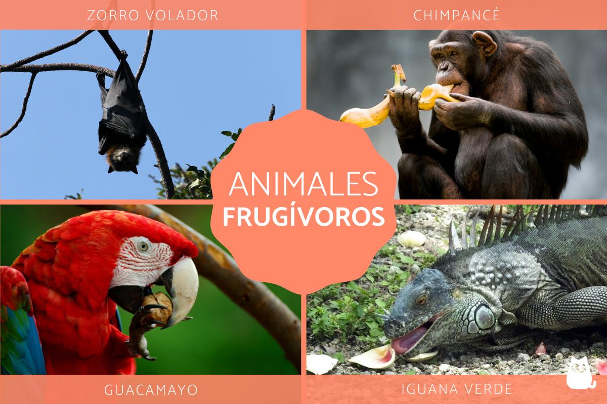 caracteristicas y ejemplos de los animales frugivoros