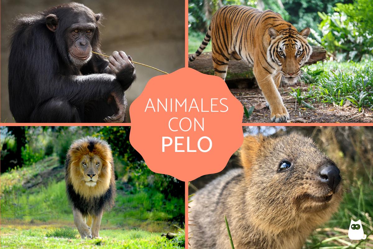 caracteristicas y ejemplos del pelo en los animales