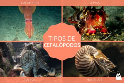 caracteristicas y tipos de cefalopodos