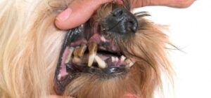 caries en perros causas sintomas y tratamiento