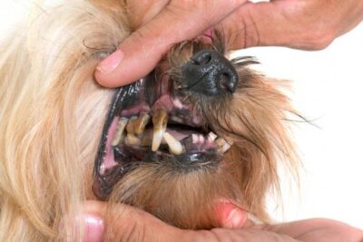 caries en perros causas sintomas y tratamiento