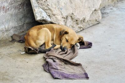 causas del abandono animal y como evitarlo