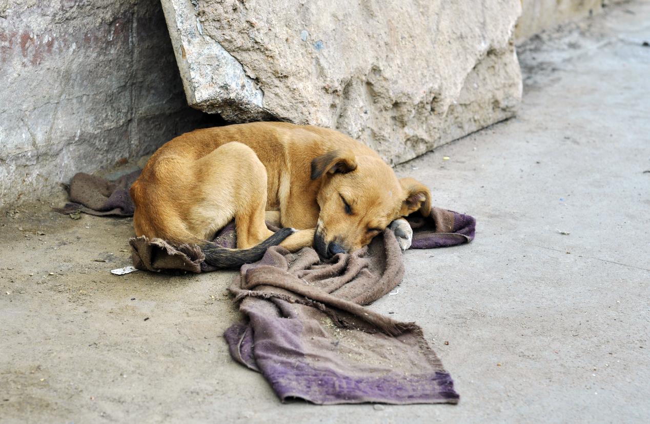 causas del abandono animal y como evitarlo