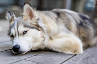 causas sintomas diagnostico y tratamiento de la cirrosis en perros