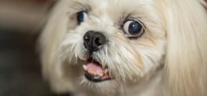 causas tratamiento y diagnostico del estrabismo en perros
