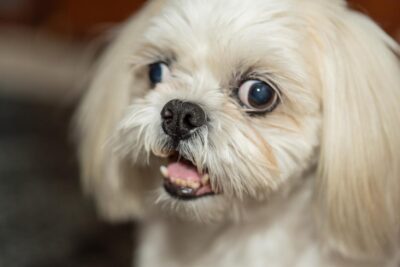 causas tratamiento y diagnostico del estrabismo en perros