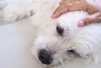 causas y que hacer cuando un perro le tiembla la cabeza