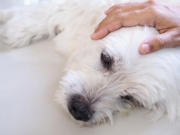 causas y que hacer cuando un perro le tiembla la cabeza