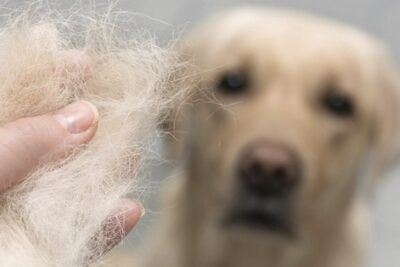 causas y tratamiento de la caida de pelo en perros