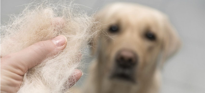 causas y tratamiento de la caida de pelo en perros