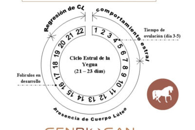 celo en yeguas ciclo de 21 dias