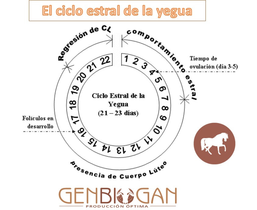 celo en yeguas ciclo de 21 dias