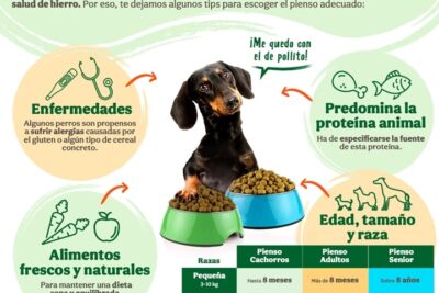 cereales adecuado para perros