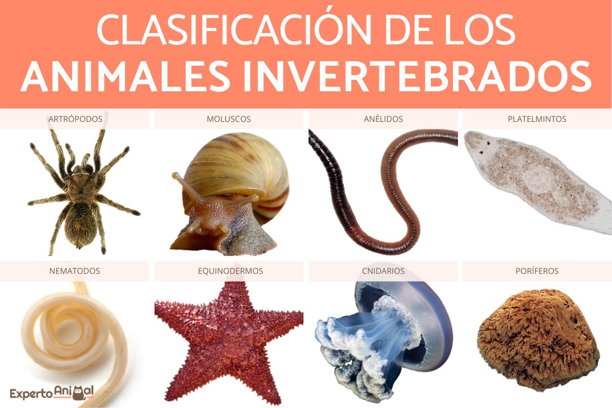 clasificacion de los animales invertebrados