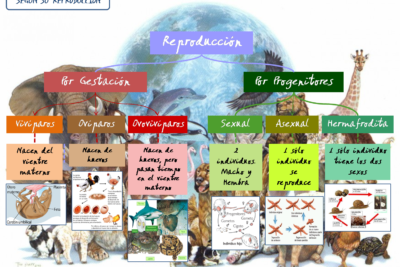 clasificacion de los animales segun el tipo de reproduccion