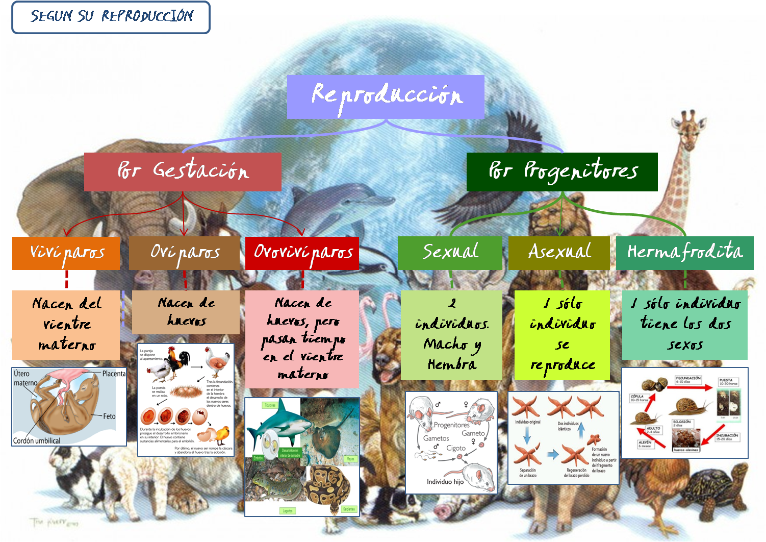 clasificacion de los animales segun el tipo de reproduccion