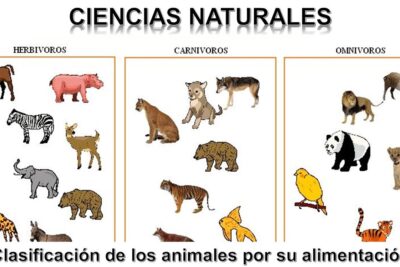 clasificacion de los animales segun su alimentacion