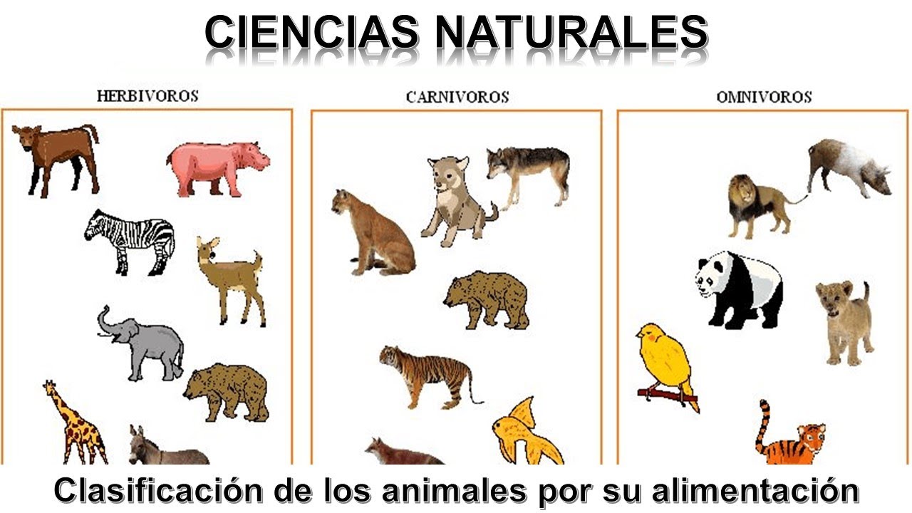 clasificacion de los animales segun su alimentacion