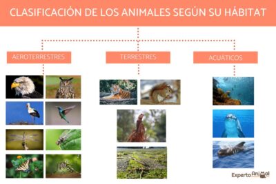 clasificacion de los animales segun su habitat