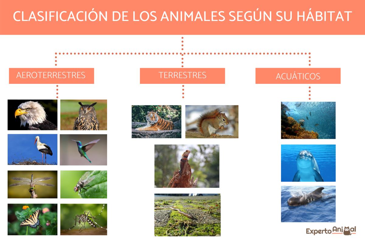 clasificacion de los animales segun su habitat