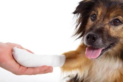 clorhexidina para perros uso dosis y efectos secundarios