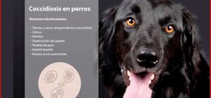 coccidiosis en perros cachorros sintomas y tratamiento