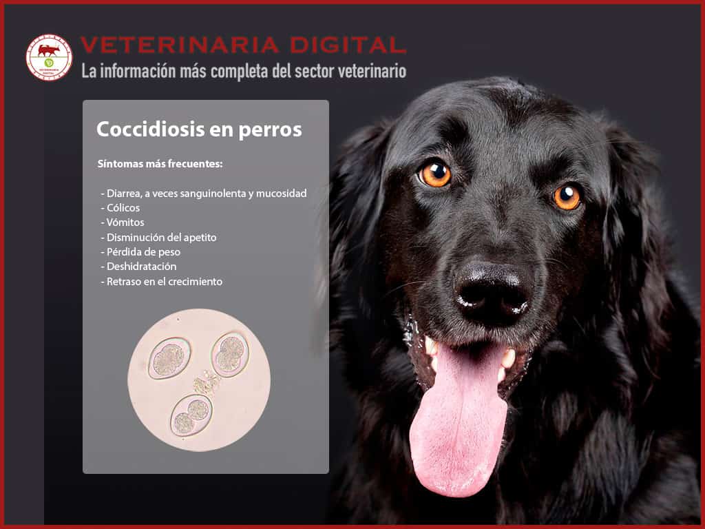 coccidiosis en perros cachorros sintomas y tratamiento