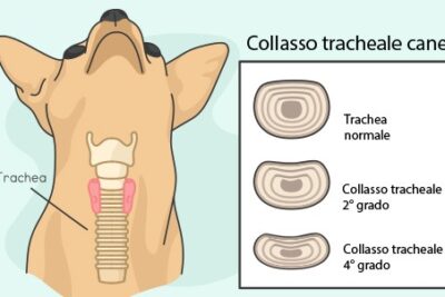 colapso traqueal en perros sintomas y tratamiento