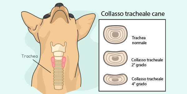 colapso traqueal en perros sintomas y tratamiento